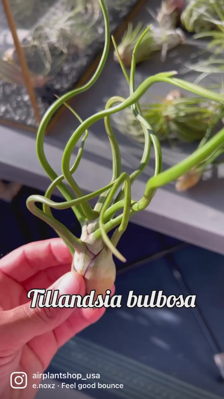 Tillandsia Bulbosa Guatemala Air Plant Video Montage