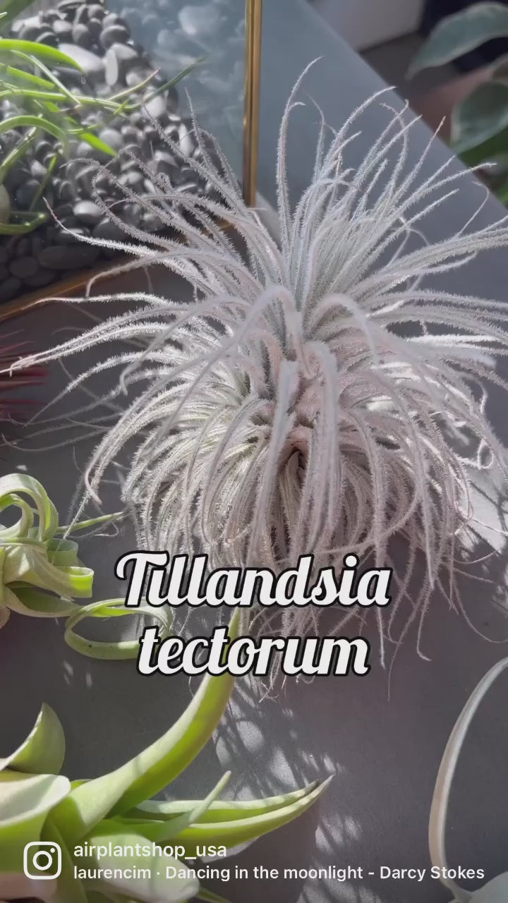 Tillandsia Tectorum Ecuador Air Plant Video Montage