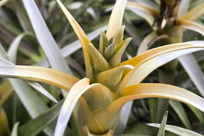 close up of the bloom on a tillandsia capitata yellow star