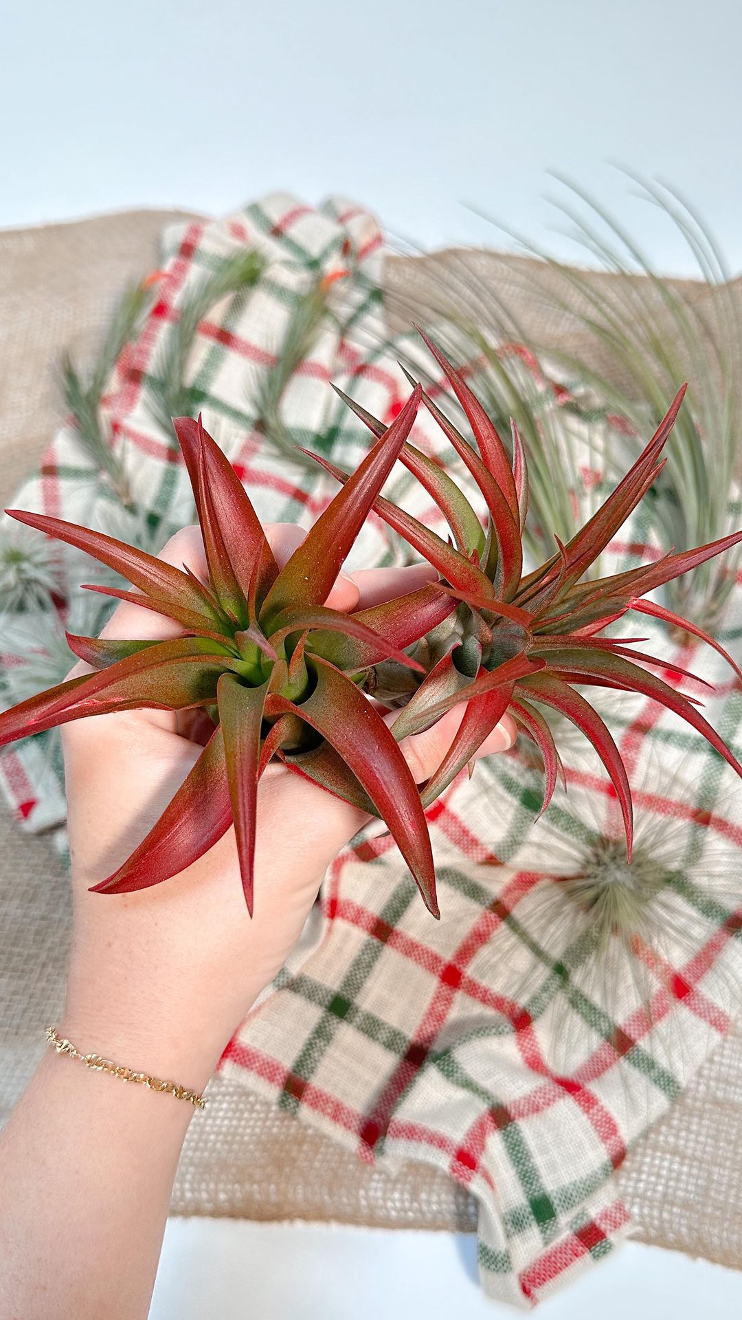 video montage of holiday gift wrapped festive tillandsia air plants
