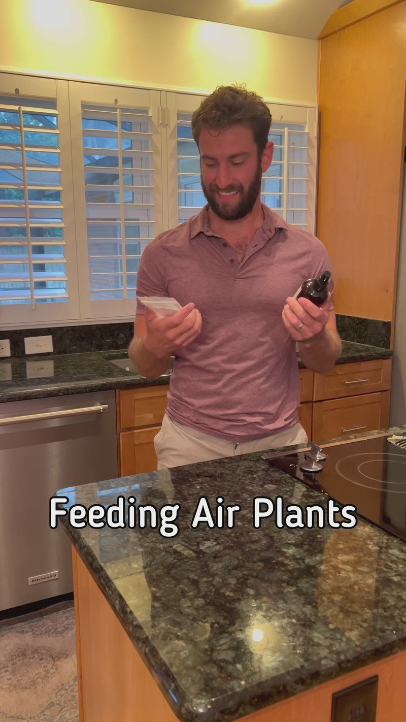 video on how to use air plant fertilizer