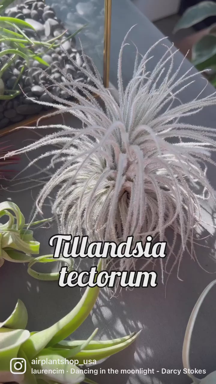 video montage of tillandsia tecotrum ecuador air plant