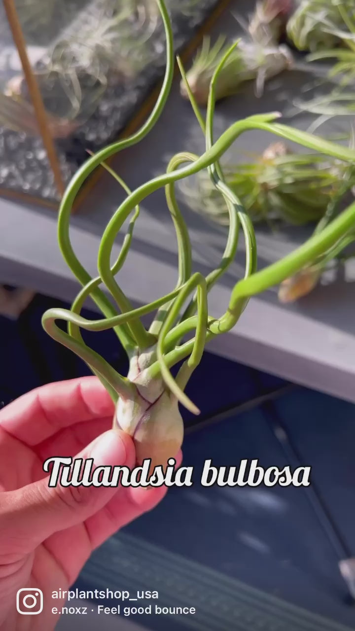 video montage of tillandsia bulbosa belize air plant