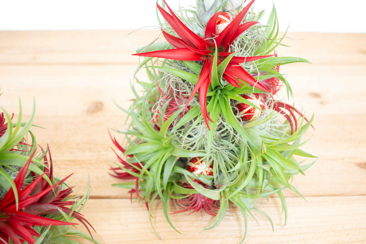 PRE-ORDER: 12 Inch Tall Handmade Air Plant Christmas Tree with 50 Living Tillandsias