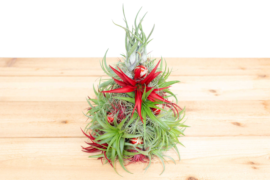 BULK DISCOUNT PRE-ORDER: 12 Inch Tall Handmade Air Plant Christmas Tree with 50 Living Tillandsias [Min Order 3]