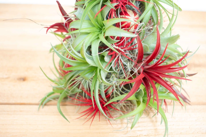 PRE-ORDER: 12 Inch Tall Handmade Air Plant Christmas Tree with 50 Living Tillandsias