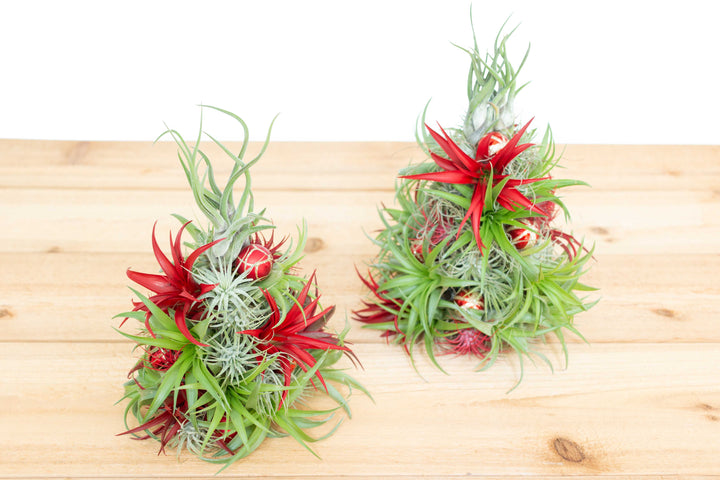 BULK DISCOUNT PRE-ORDER: 12 Inch Tall Handmade Air Plant Christmas Tree with 50 Living Tillandsias [Min Order 3]