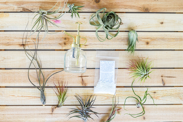 10 assorted tillandsia air plants, fertilizer concentrate powder and glass mister