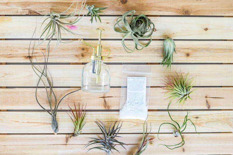air plant fertilizer diy Grab Bag of 10 Small & Medium Plants with Tillandsia Fertilizer and Air Plant Mister