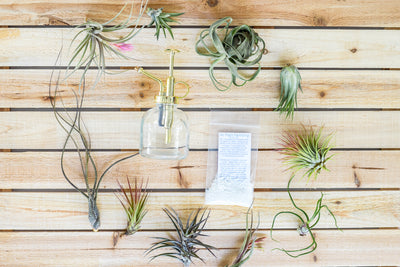 Tillandsia Air Plant Grab Bag of Small & Medium Plants with Fertilizer and Air Plant Mister [10 Pack]Tillandsia Air Plant Grab Bag of Small & Medium Plants with Fertilizer and Air Plant Mister [10 Pack]