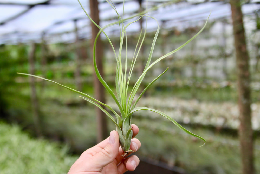 tillandsia balbisiana air plant