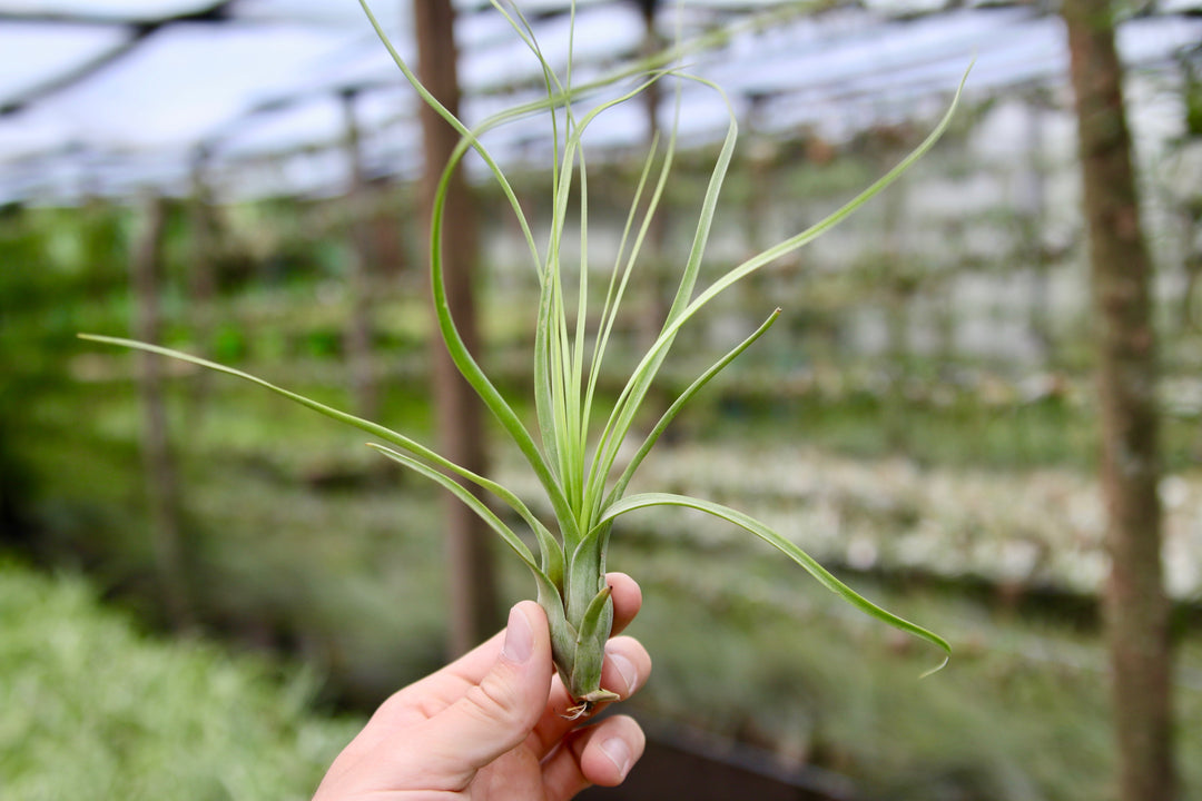 tillandsia balbisiana air plant