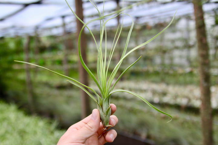 tillandsia balbisiana air plant