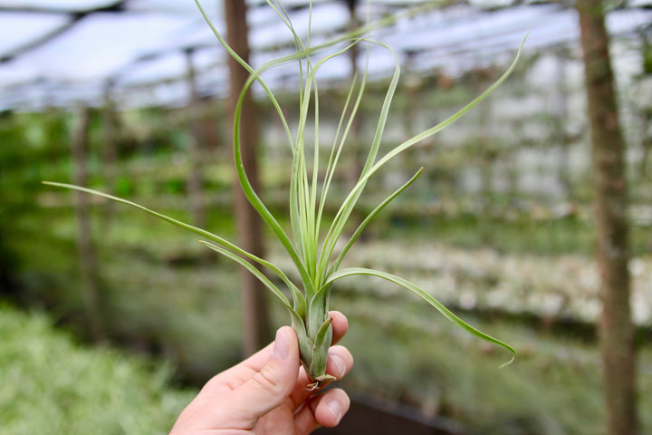 tillandsia balbisiana air plant