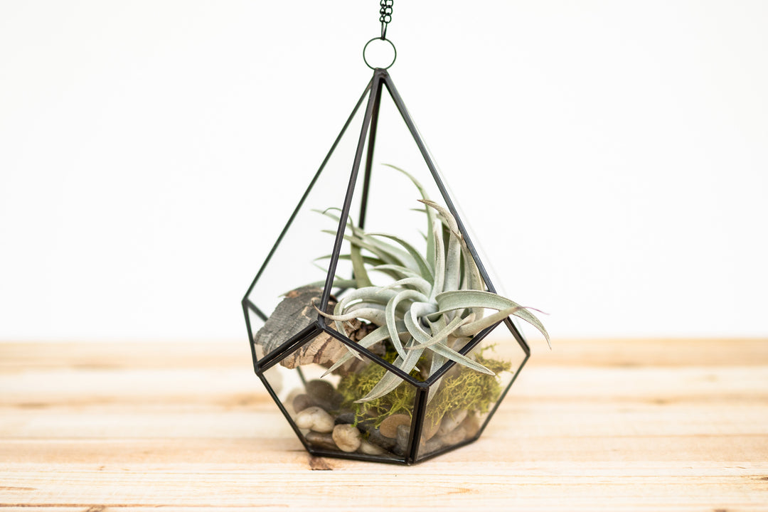 hanging terrarium air plant DIY Glass Diamond Terrarium