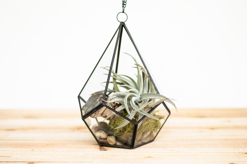 multifaceted glass diamond shaped terrarium with stones, bark, moss and tillandsia air plants