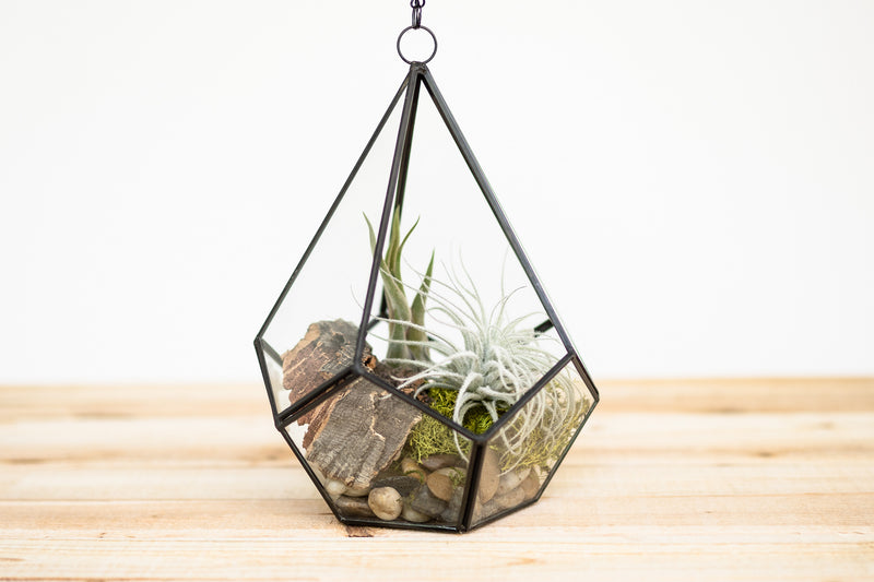 multifaceted glass diamond shaped terrarium with stones, bark, moss and tillandsia air plants
