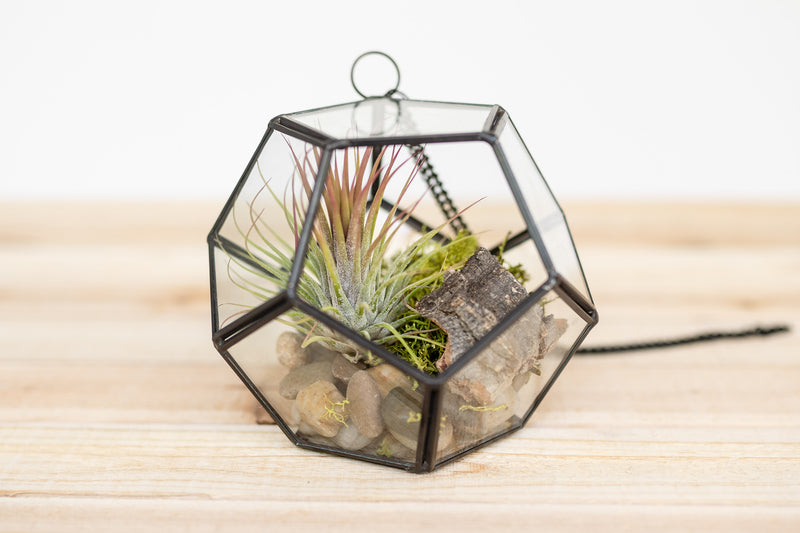 multifaceted pentagon shaped glass terrarium with stones, bark, moss and tillandsia ionantha guatemala air plant