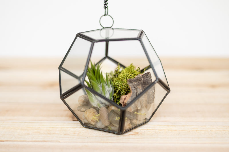multifaceted pentagon shaped glass terrarium with stones, bark, moss and tillandsia ionantha scaposa air plant