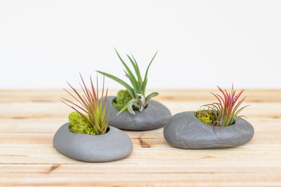 3 grey ceramic stone planters containing moss and assorted blushing tillandsia air plants