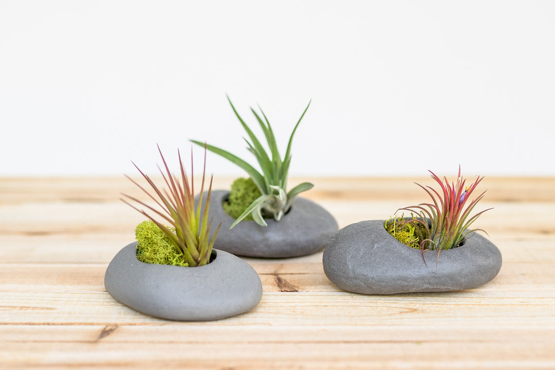 small pots for air plants Gray Ceramic Stone Air Plant Holder with Assorted Tillandsia Air Plant