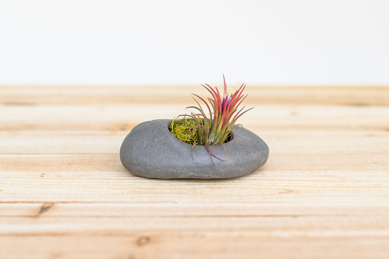 grey ceramic stone planter containing moss and blushing tillandsia ionantha fuego air plant