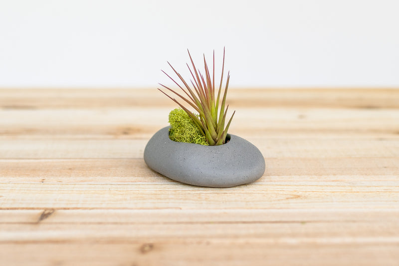 grey ceramic stone planter containing moss and blushing tillandsia melanoccrater air plant