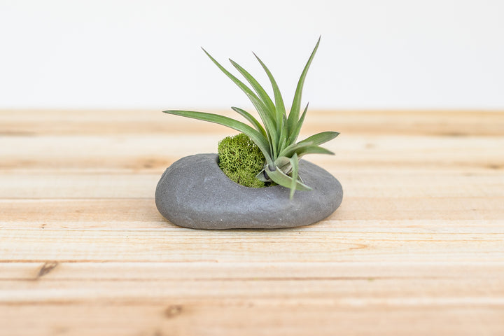 grey ceramic stone planter containing moss and blushing tillandsia velutina air plant