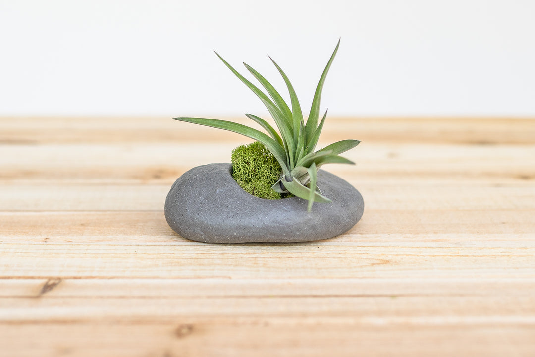 grey air plant Gray Ceramic Stone Air Plant Holder with Assorted Tillandsia Air Plant