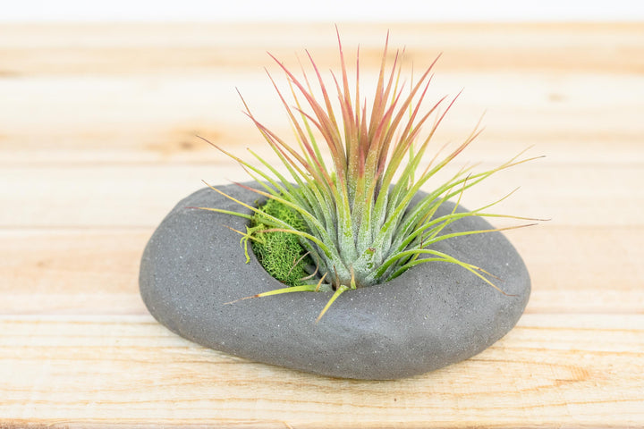 grey ceramic stone planter containing moss and blushing tillandsia ionantha guatemala air plant
