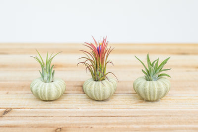 3 green sea urchins with assorted tillandsia air plants