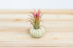 Green Sea Urchin with Tillandsia Air Plant [Single Urchin]
