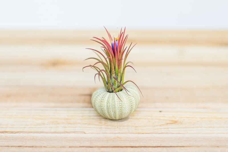 green sea urchin with blushing and blooming tillandsia ionantha fuego air plant