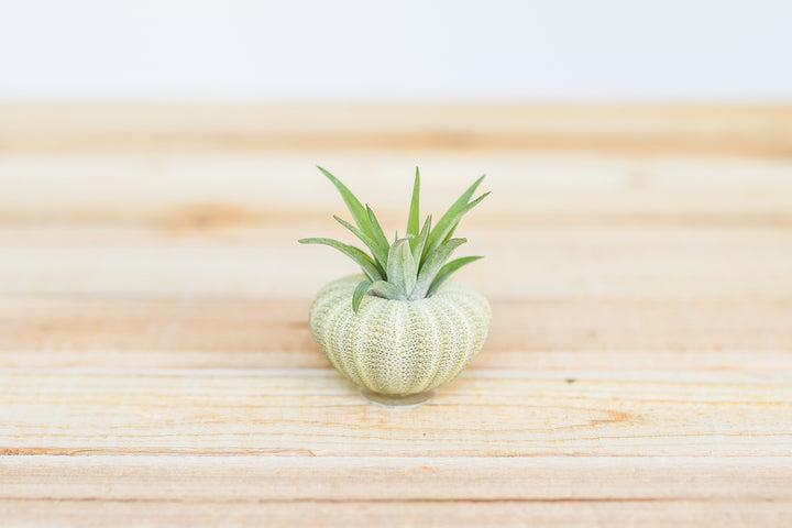 green sea urchin containing a tillandsia velutina air plant