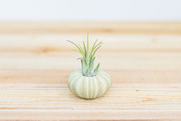 green sea urchin containing tillandsia scaposa air plant