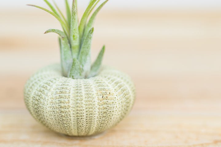 green sea urchin containing tillandsia ionantha scaposa air plant