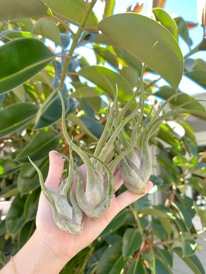 Tillandsia Caput Medusae Air Plant Video Montage