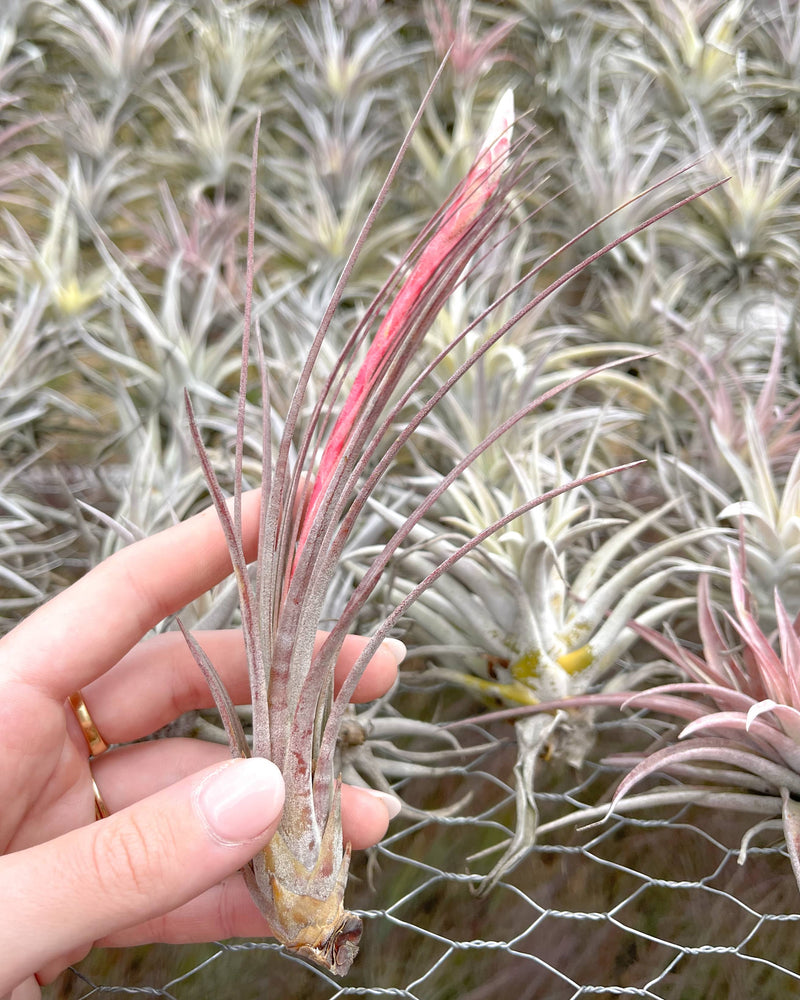 blushing and blooming tillandsia juncea air plant