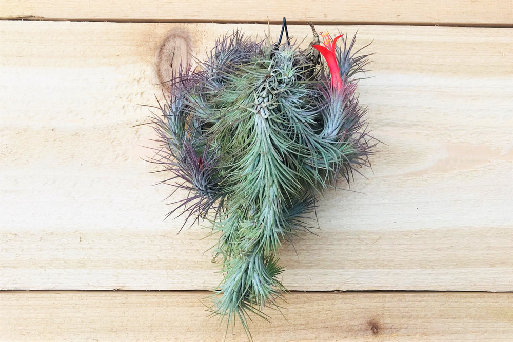 Tillandsia Funckiana Large Hanging Cluster