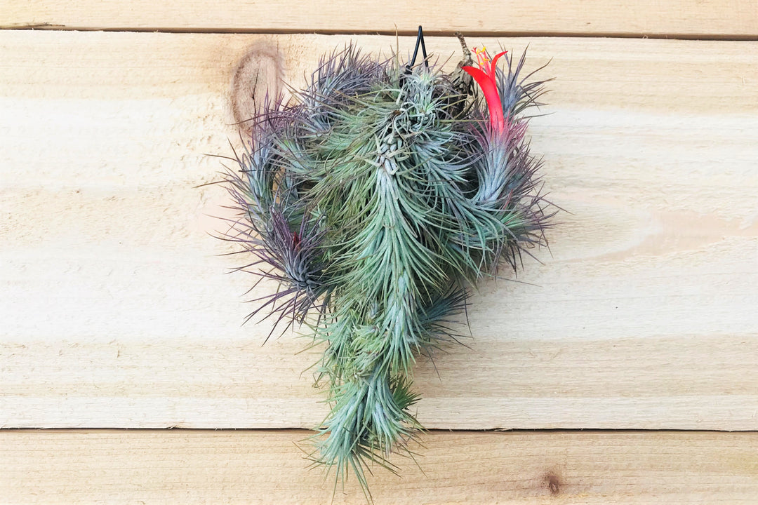 Tillandsia Funckiana Large Hanging Cluster