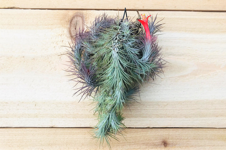 Tillandsia Funckiana Large Hanging Cluster