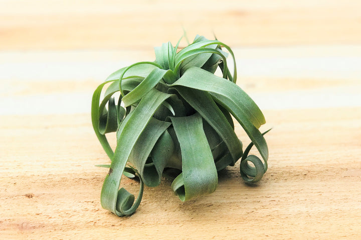 small curly tillandsia streptophylla air plant