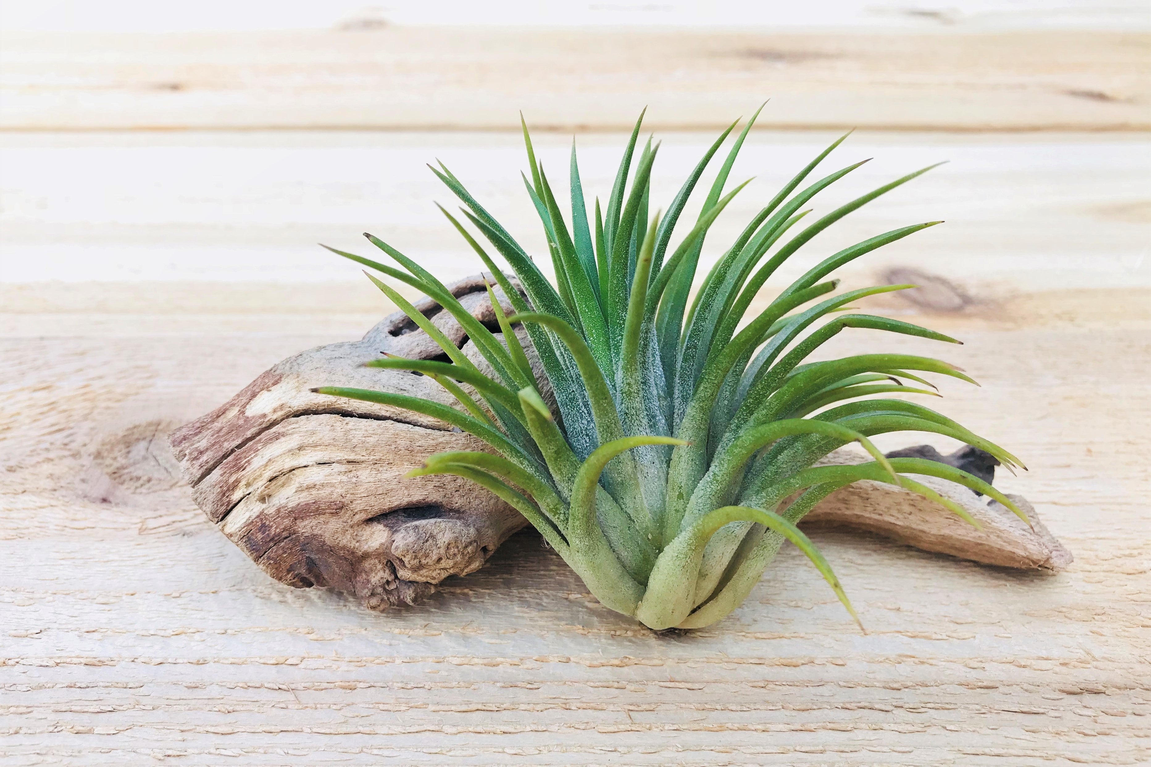 Tillandsia Ionantha Huamalula Air Plants – Air Plant Shop