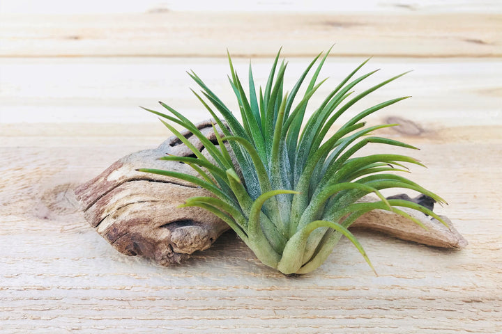 Tillandisa Ionantha Huamelula Air Plant