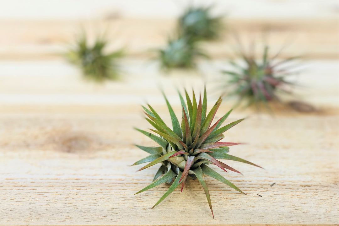 air plant planet Tillandisa Ionantha Huamelula
