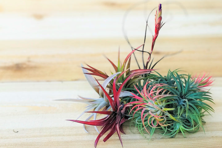 assorted blushing and blooming tillandsia air plants