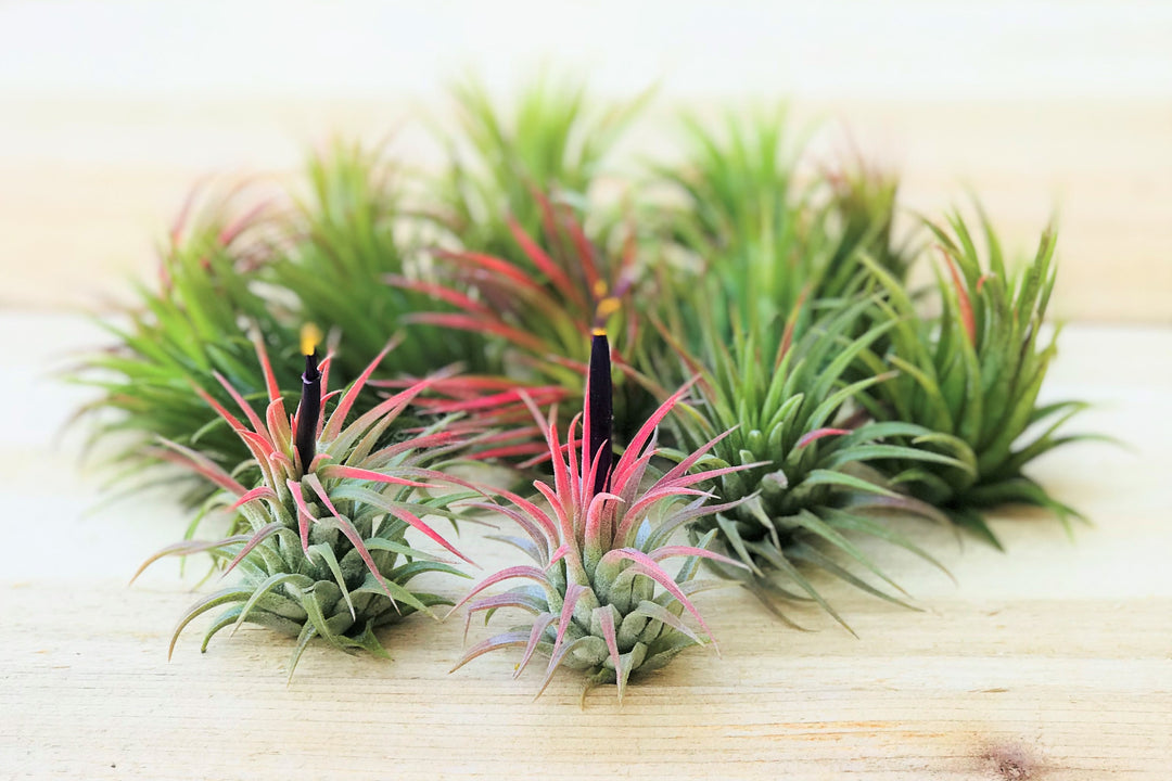 blushing and blooming tillandsia ionantha rubra air plants