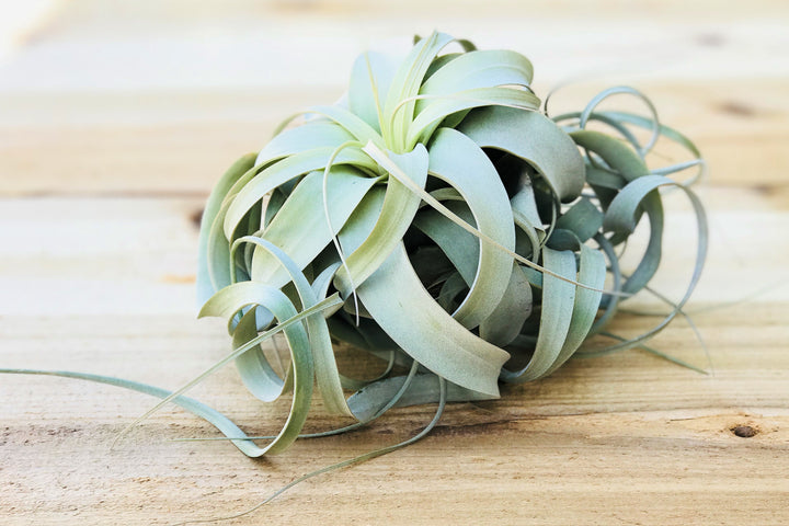 Tillandsia Xerographica - Special Curly Form