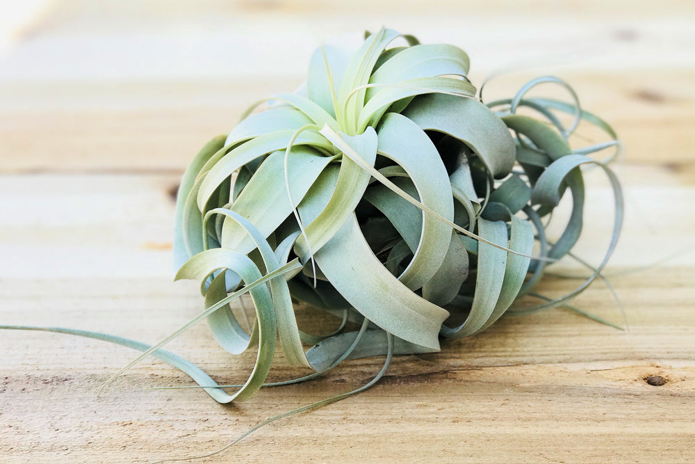 large tillandsia xerographica air plant