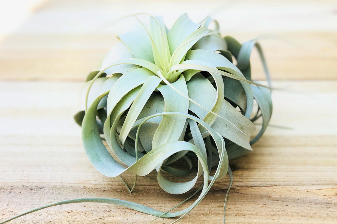 Tillandsia Xerographica - Special Curly Form